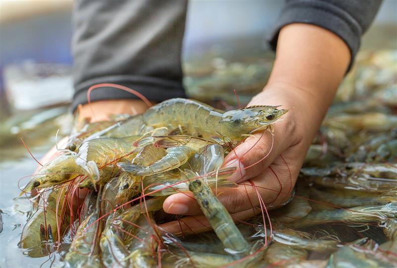 Scientific Aquaculture