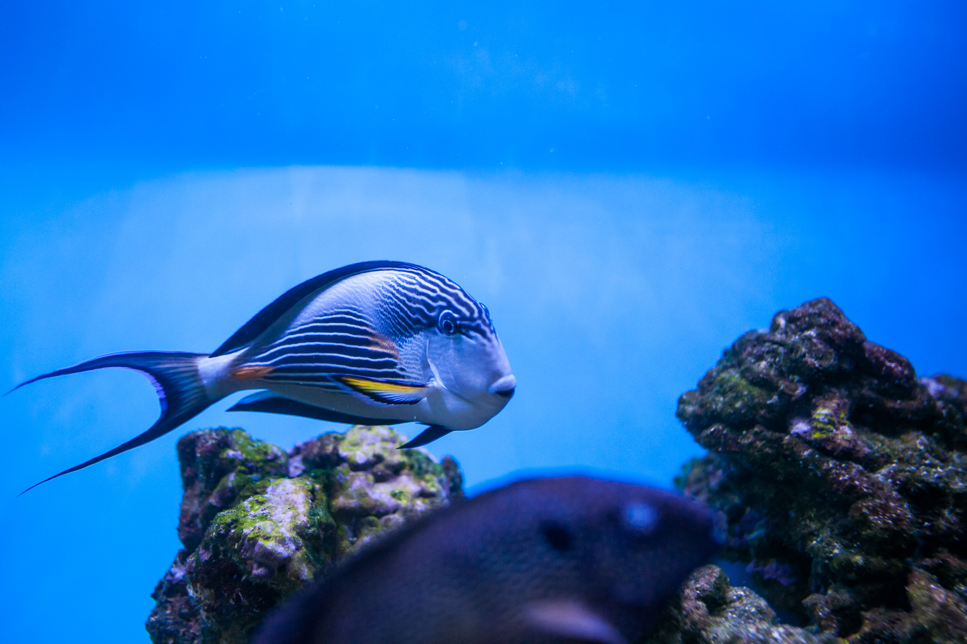 Light aquaculture background with fish and shrimps